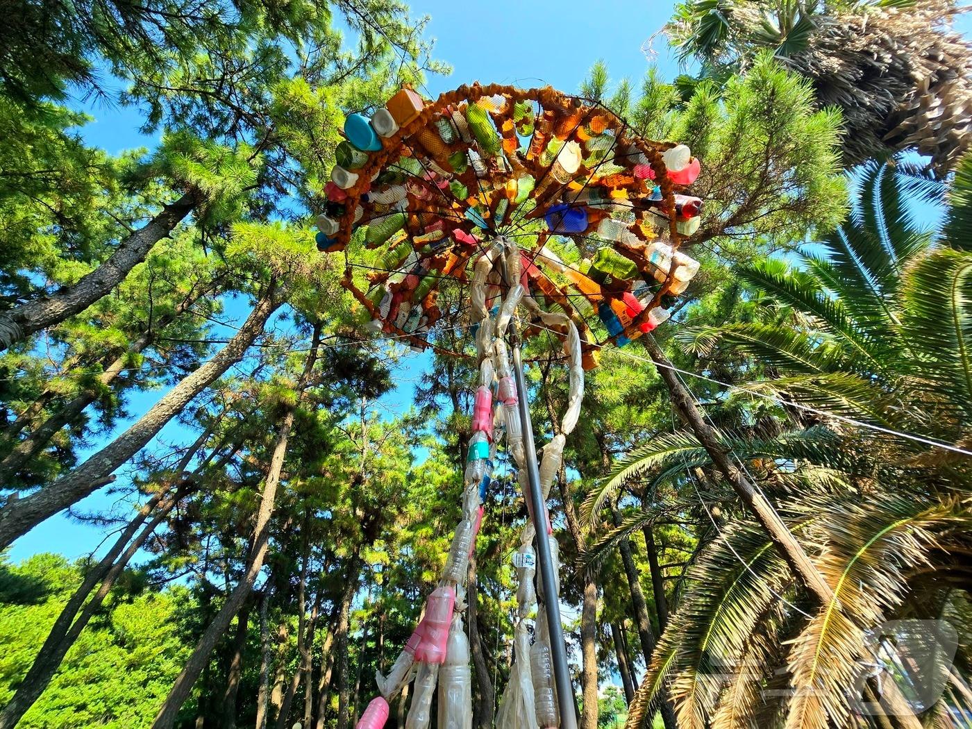 본문 이미지 - 제주 이호테우 해변의 '쓰레기 말미잘' ⓒ 뉴스1