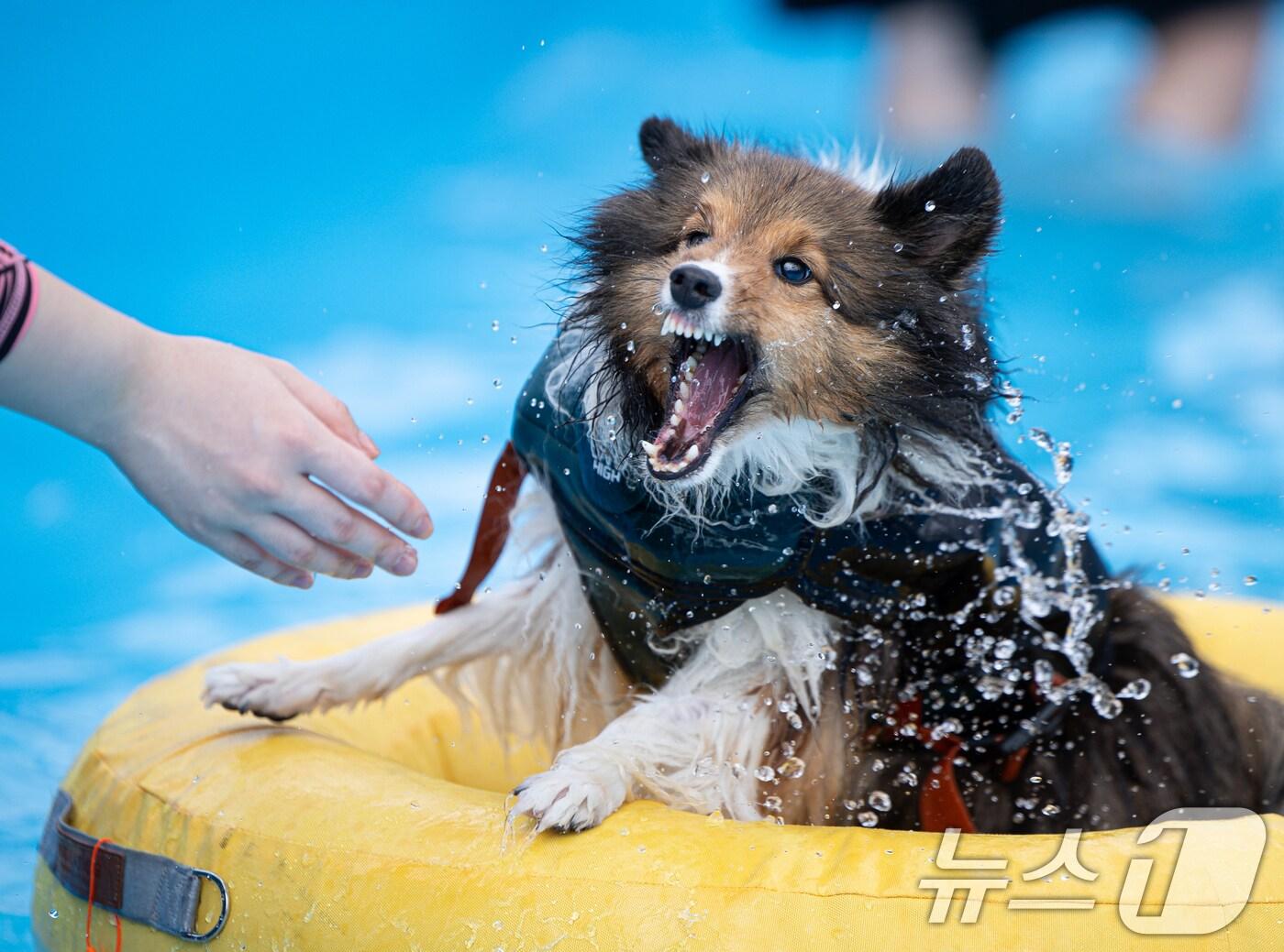 본문 이미지 - 18일 오전 서울 송파구 올림픽공원 평화의문 광장에 마련된 하하호호 올림픽 반려견 물놀이장을 찾은 반려견들과 견주들이 무더위를 식히고 있다. 2024.8.18/뉴스1 ⓒ News1 이재명 기자