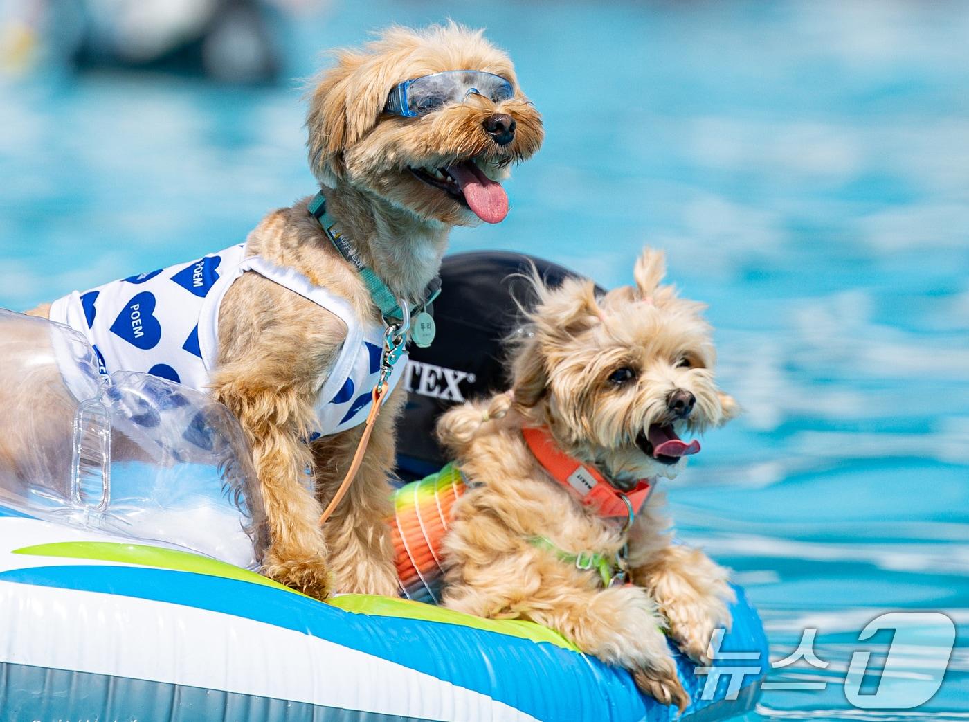 본문 이미지 - 18일 오전 서울 송파구 올림픽공원 평화의문 광장에 마련된 하하호호 올림픽 발려견 물놀이장을 찾은 반려견들과 견주들이 무더위를 식히고 있다. 2024.8.18/뉴스1 ⓒ News1 이재명 기자
