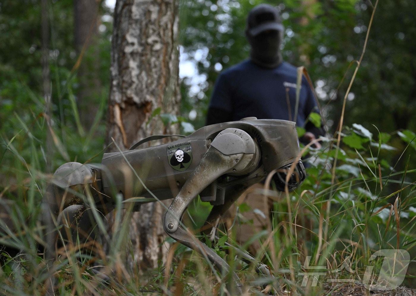 본문 이미지 - 우크라이나가 러시아와의 전장에 '로봇 개'를 투입할 준비를 하고 있다. 2024.8.7. ⓒ AFP=뉴스1 ⓒ News1 이창규 기자