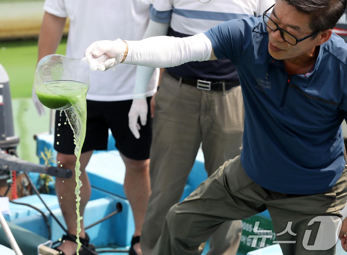 본문 이미지 - 낙동강 녹조. &lt;자료사진&gt; 2024.8.19/뉴스1 ⓒ News1 윤일지 기자