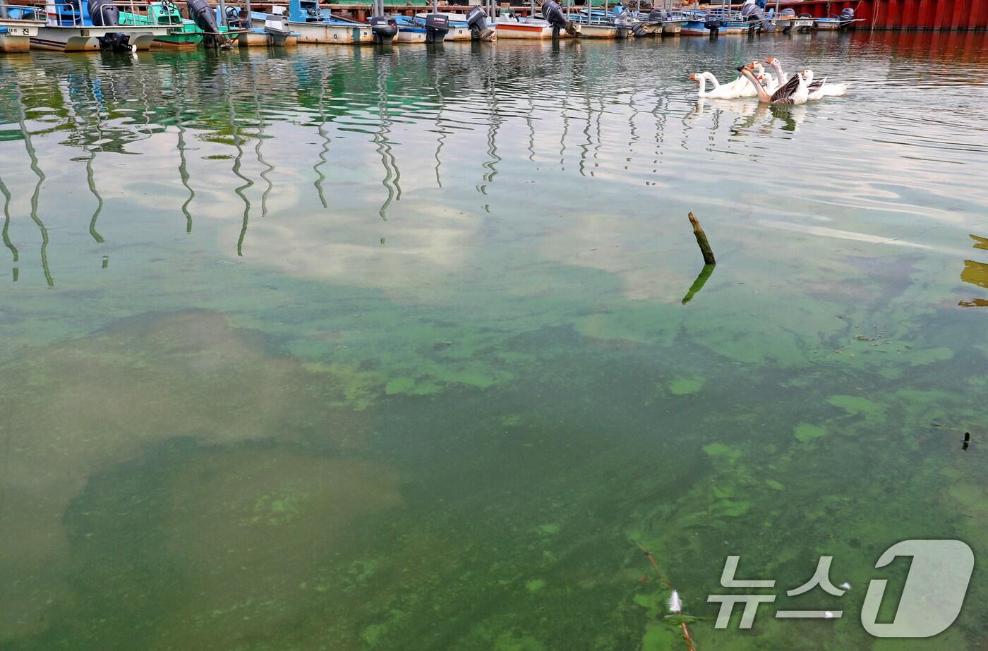 지난해 8월 19일 오전 경남 김해 대동선착장에서 거위들이 녹조가 가득한 낙동강을 유영하고 있다. 2024.8.19/뉴스1 ⓒ News1 윤일지 기자