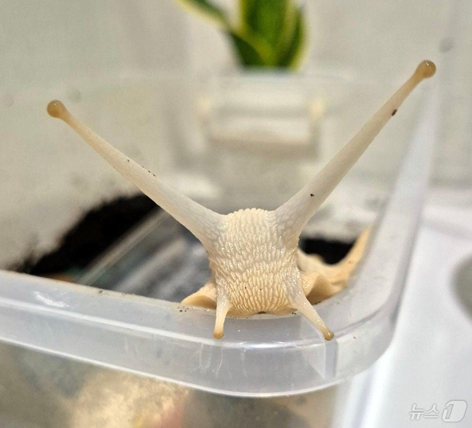 본문 이미지 - 박시연 씨의 애완 달팽이 '깡깡이' /뉴스1 