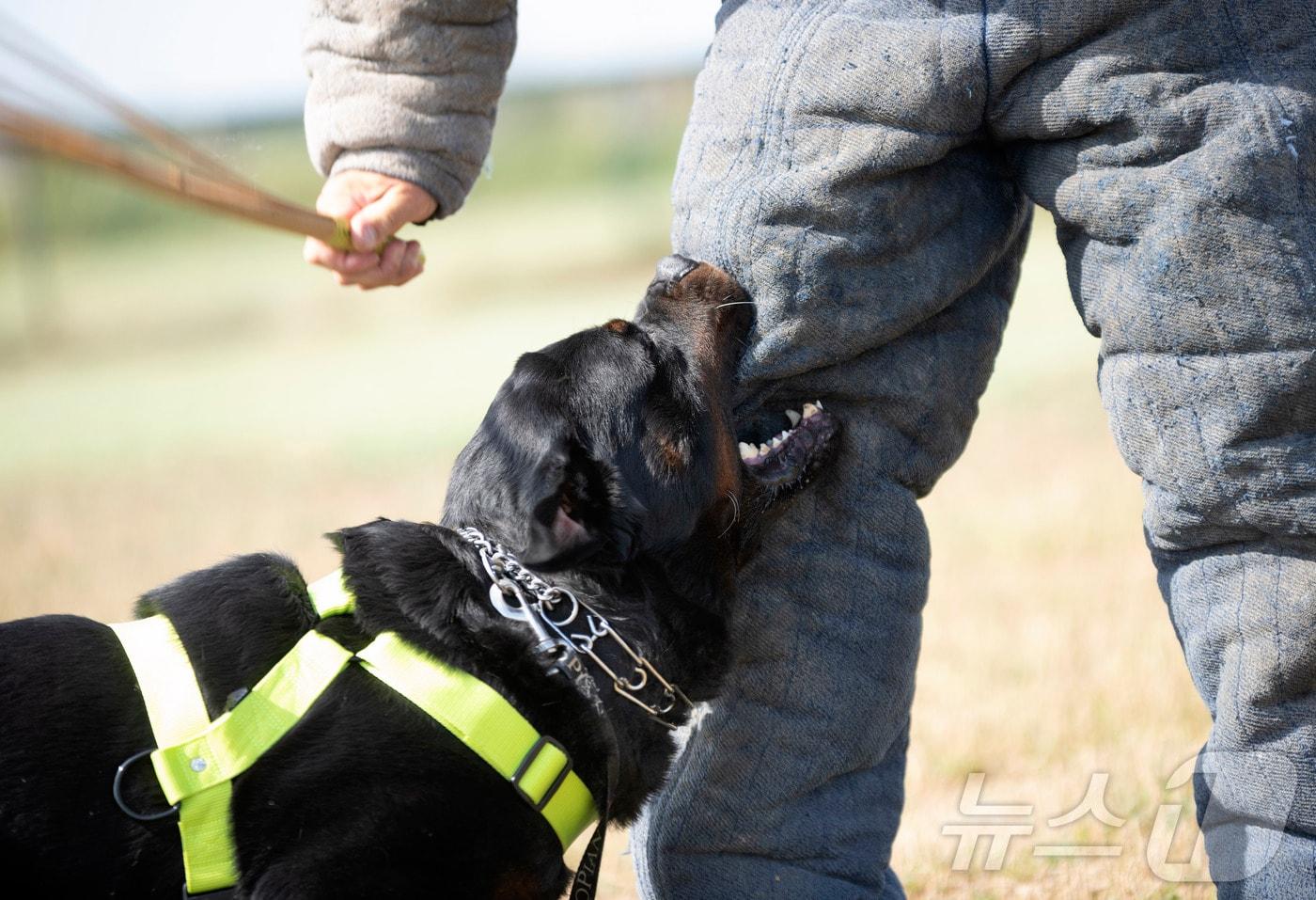 동물보호법상 맹견인 로트와일러(사진 이미지투데이) ⓒ 뉴스1