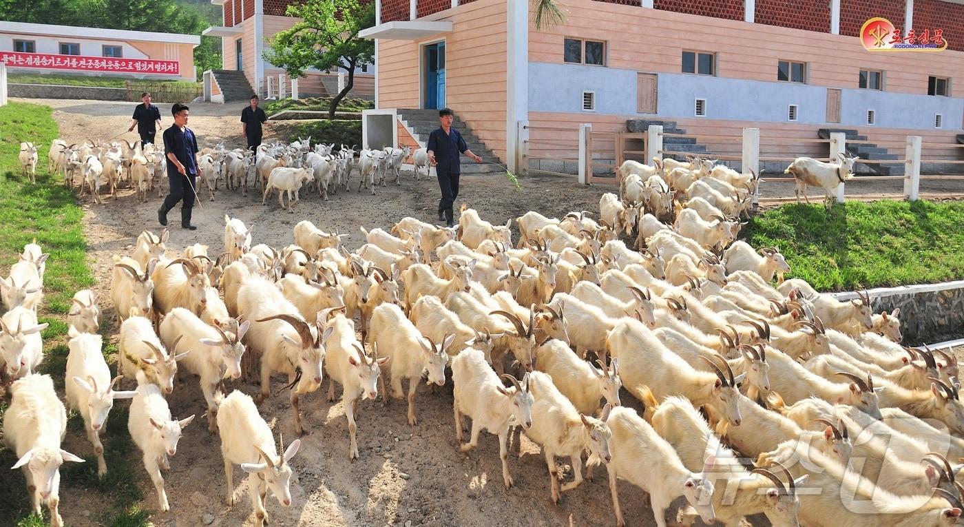 본문 이미지 - (평양 노동신문=뉴스1) = 북한 노동당 기관지 노동신문은 2일 "축산기지를 잘 꾸려놓고 염소기르기를 대대적으로 해야한다"라고 당부했다. 사진은 정평군. [국내에서만 사용가능. 재배포 금지. DB 금지. For Use Only in the Republic of Korea. Redistribution Prohibited] rodongphoto@news1.kr