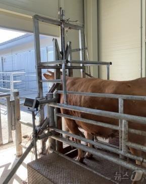 본문 이미지 - 농촌진흥청은 '통로형 소 보정틀'을 개발했다고 2일 밝혔다.(농진청 제공)2024.8.2/뉴스1