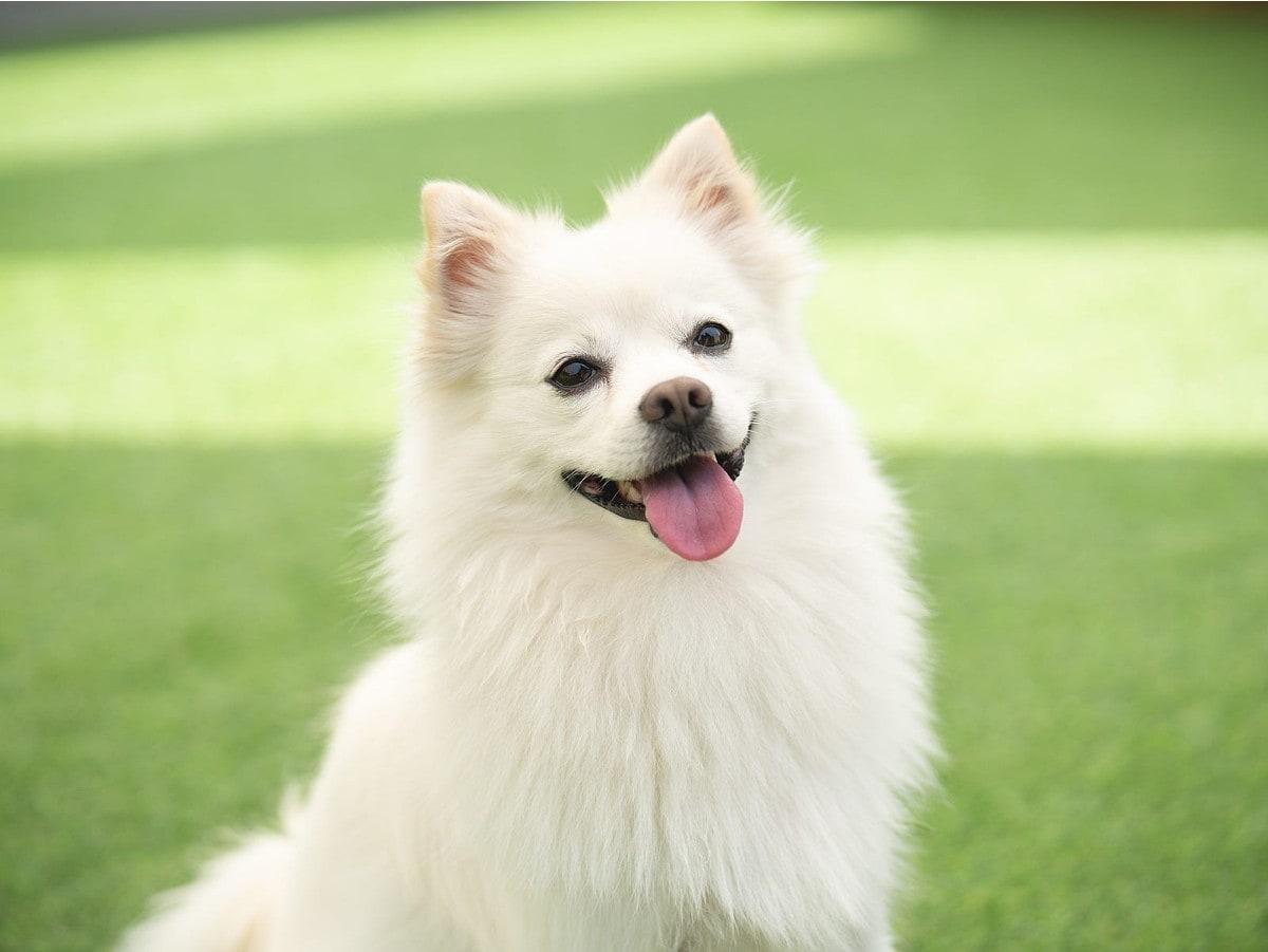 본문 이미지 - 서울동물복지지원센터 동대문에서 가족을 기다리는 스피츠 종 '찹쌀' (서울동물복지지원센터 제공) ⓒ 뉴스1