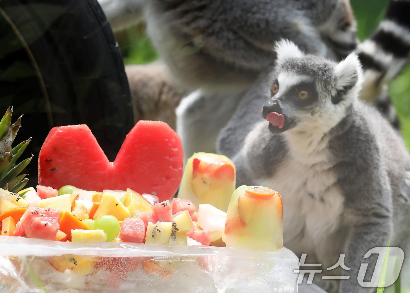 본문 이미지 - 폭염 경보가 이어지고 있는 2일 광주 북구 우치동물원에서 알락꼬리여우원숭이가 특식으로 제공한 제철과일을 먹으며 더위를 잊고 있다. 2024.8.2/뉴스1 ⓒ News1 박지현 기자