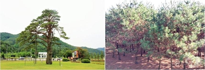 본문 이미지 - 천연기념물 제103호 정이품송(왼쪽)과 정이품송 후계목 /뉴스1 