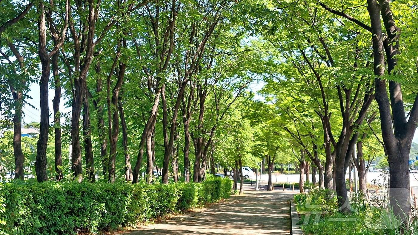  대구 수성구 미술관로 소·느티나무길(산림청 제공)/뉴스1