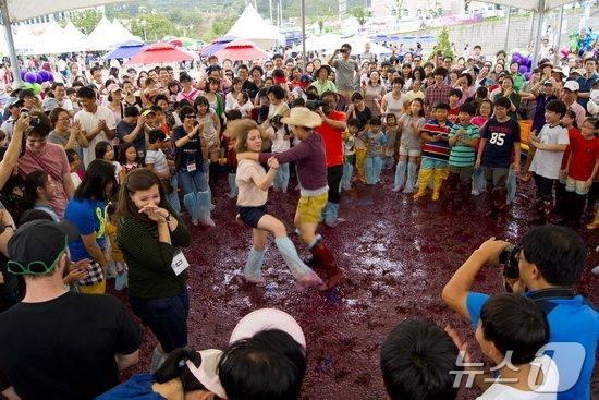 본문 이미지 - 영동포도축제 체험행사 (영동군 제공) /뉴스1 