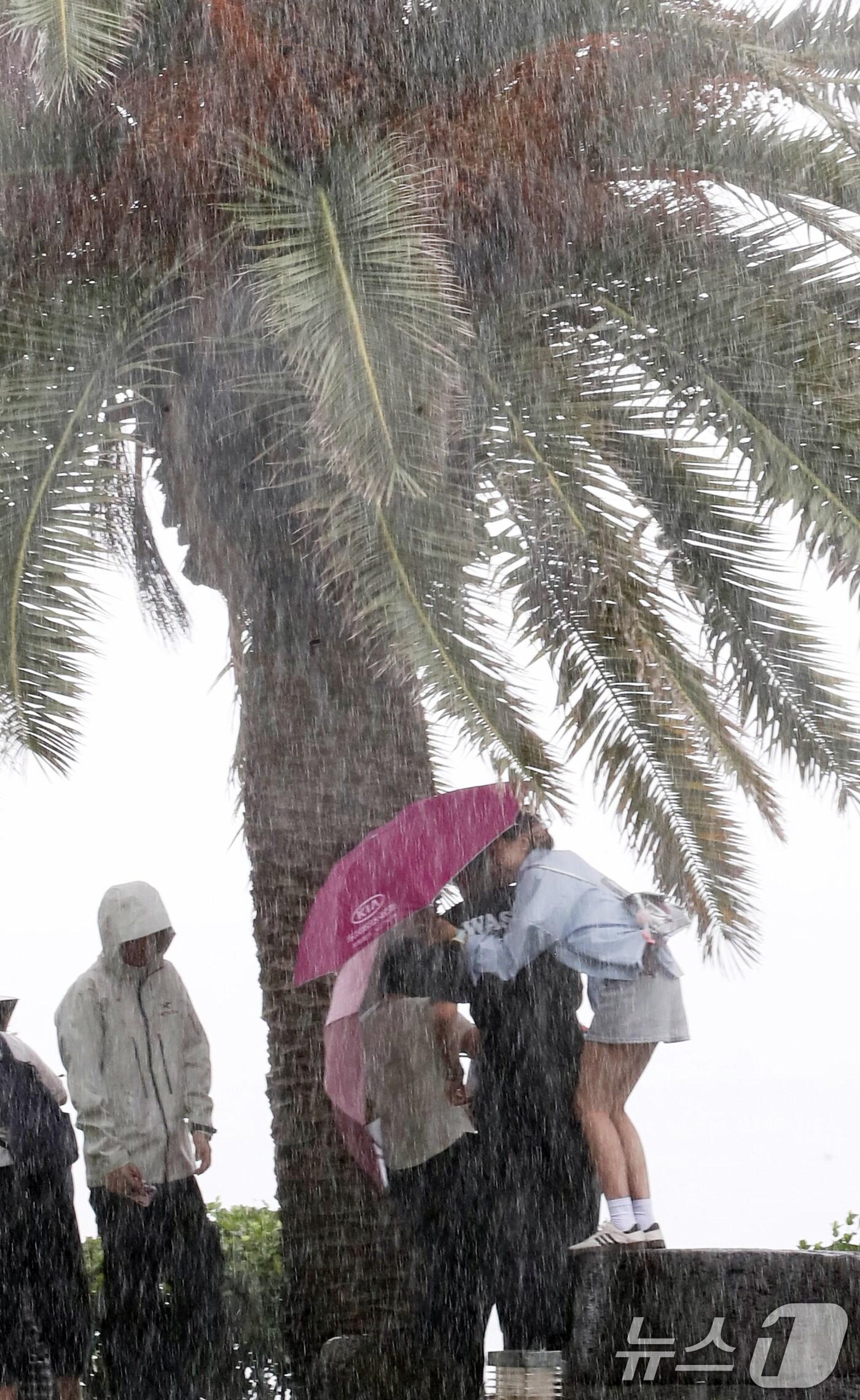 본문 이미지 - 서귀포시 중문해수욕장 인근에서 관광객들이 야자수 아래에서 폭우를 피하고 있다.  2024.8.20/뉴스1 ⓒ News1 오현지 기자