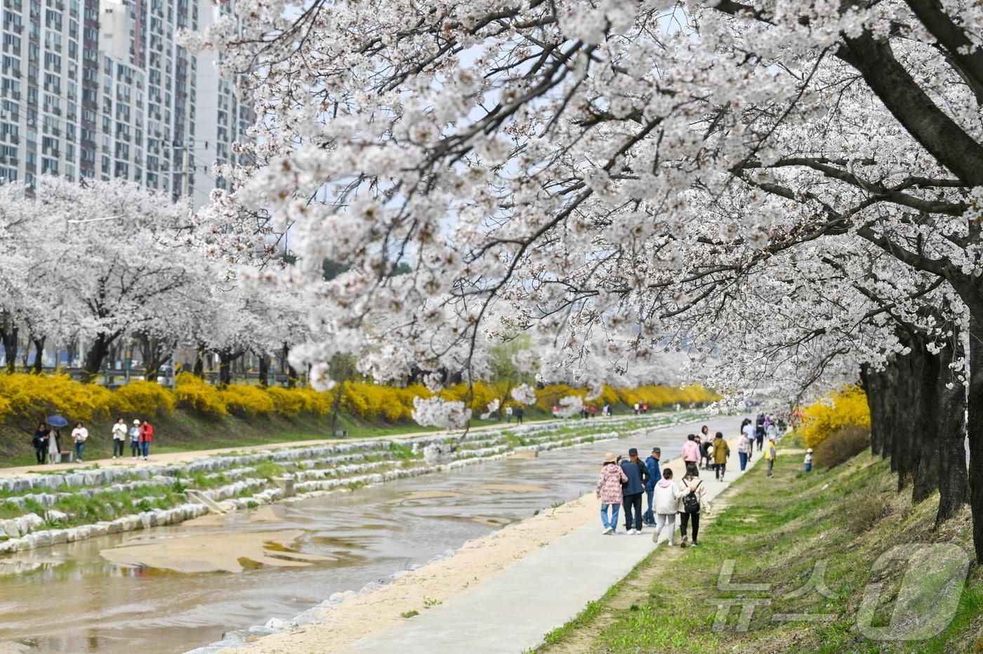 본문 이미지 - 산림청으로부터 우수 관리 가로수길에 선정된 영주시 서원로 가로수길 모습.(경북도 제공)