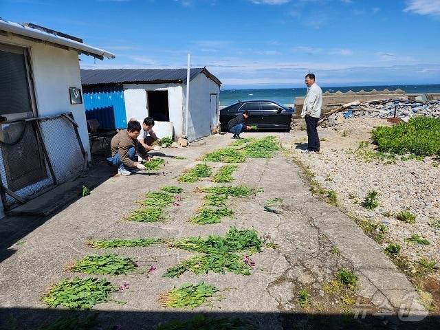 본문 이미지 - 전북 부안에서 적발된 양귀비(해양경찰청 제공)/뉴스1
