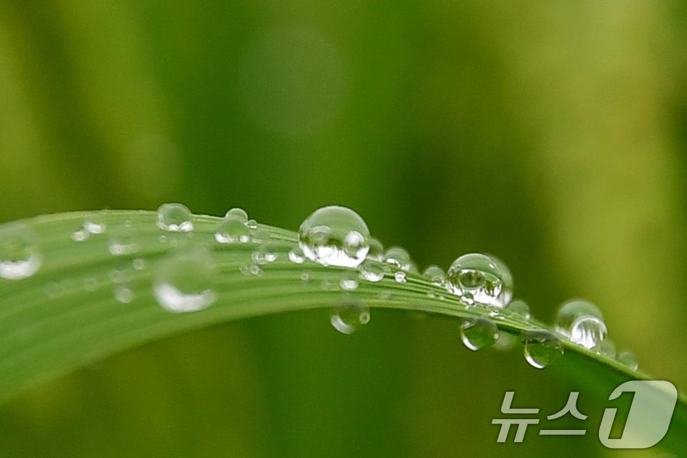 볏잎 위에 빗방울이 맺혀있다. 2024.8,21/뉴스1 ⓒ News1 최창호 기자