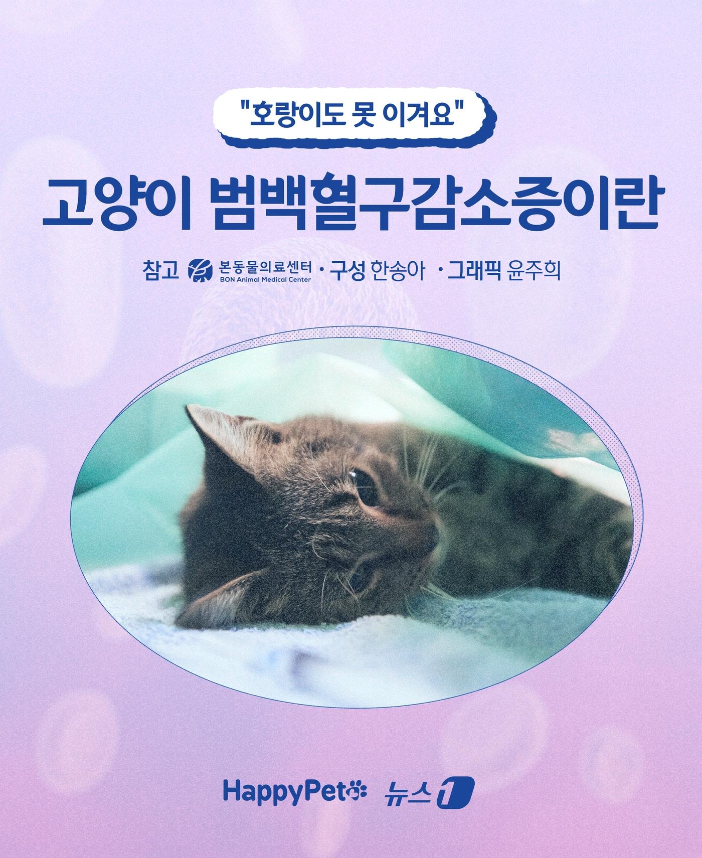 본문 이미지 - ⓒ News1 윤주희 디자이너