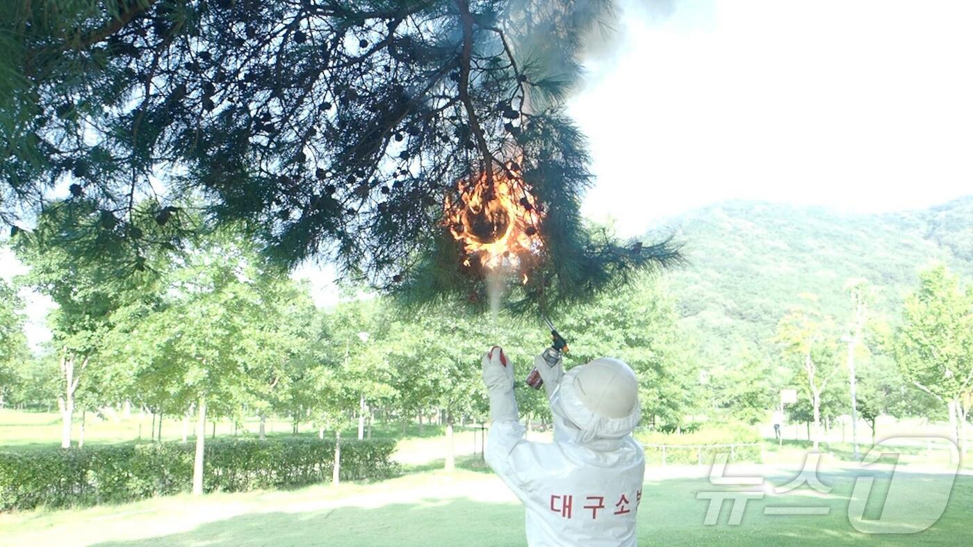 본문 이미지 - 여름철 벌 쏘임 사고가 집중돼 주의가 요구된다. 사진은 소방 당국이 벌집을 제거하는 모습. (대구소방본부 제공)/뉴스1