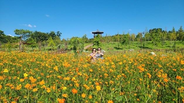 본문 이미지 - 충북 증평군농업기술센터가 증평읍 사곡리 농심테마파크에 조성한 황화코스모스 꽃밭.(증평군 제공)/뉴스1