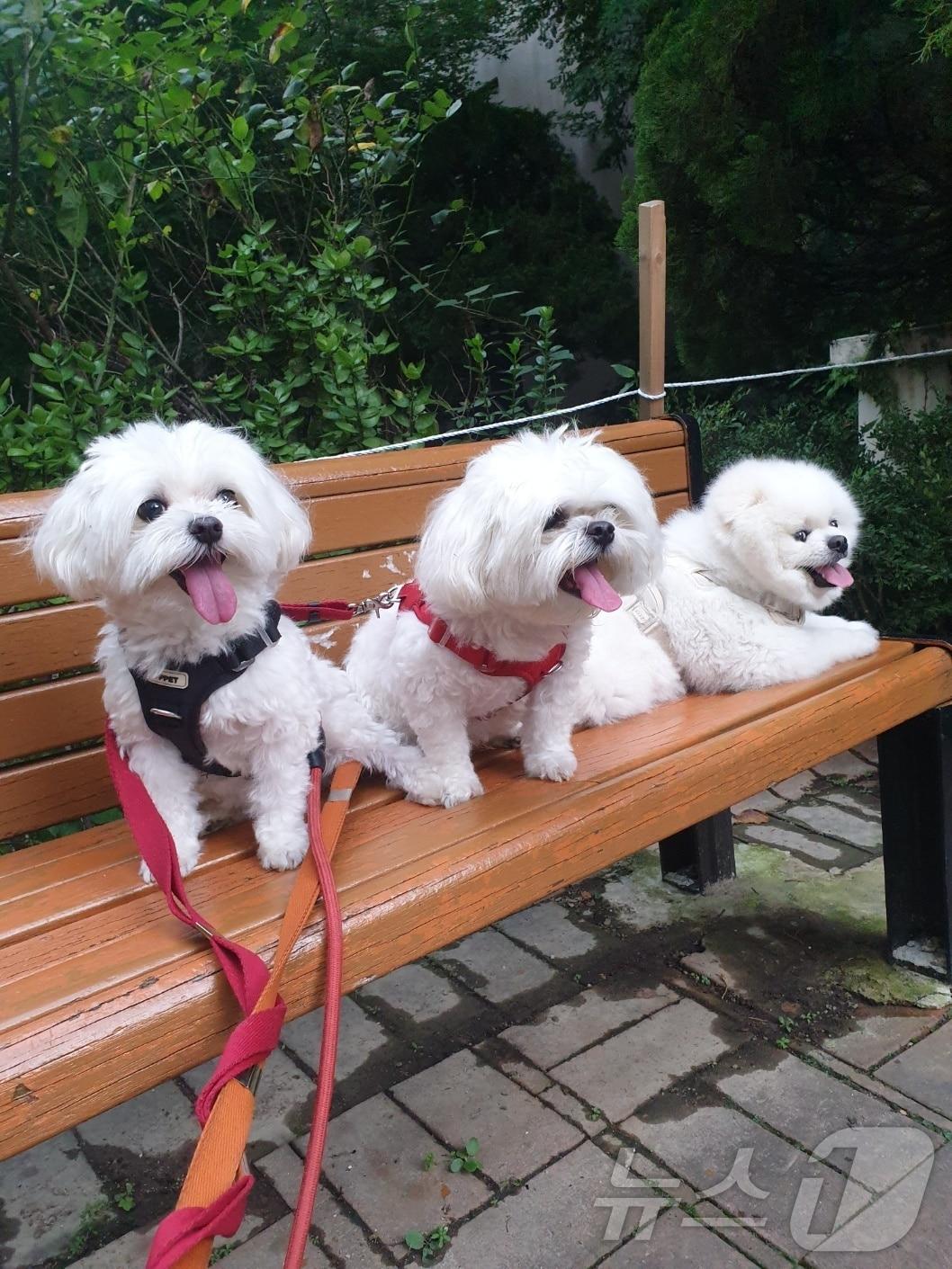본문 이미지 - 반려견들이 벤치에 앉아있는 모습. (독자 제공)