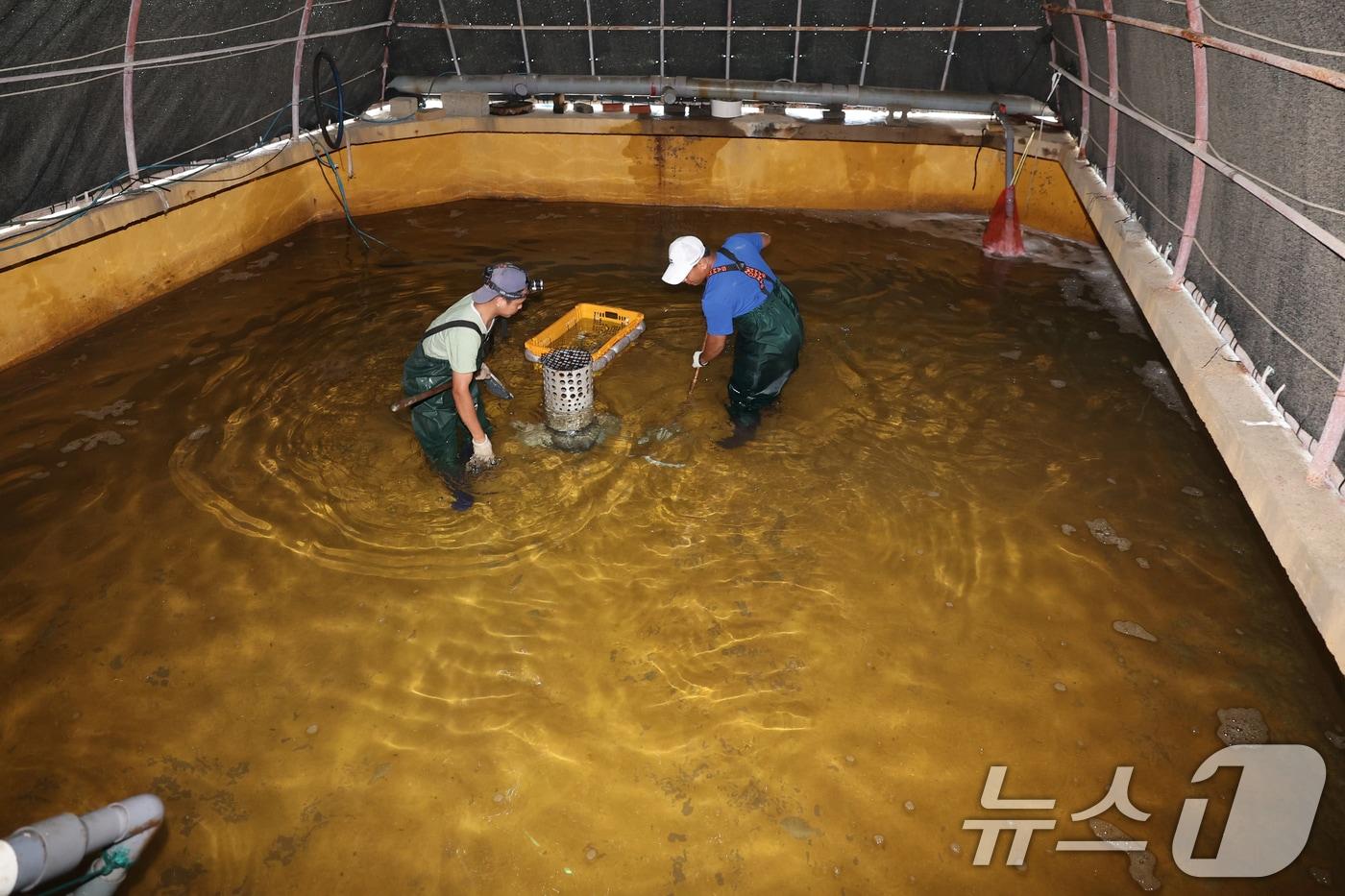 지난해 8월 22일 고수온 피해가 발생한 경북 포항시 남구 구룡포 A 수산 육상양식장 모습.(뉴스1 자료)2025.7.28/뉴스1 ⓒ News1 최창호 기자