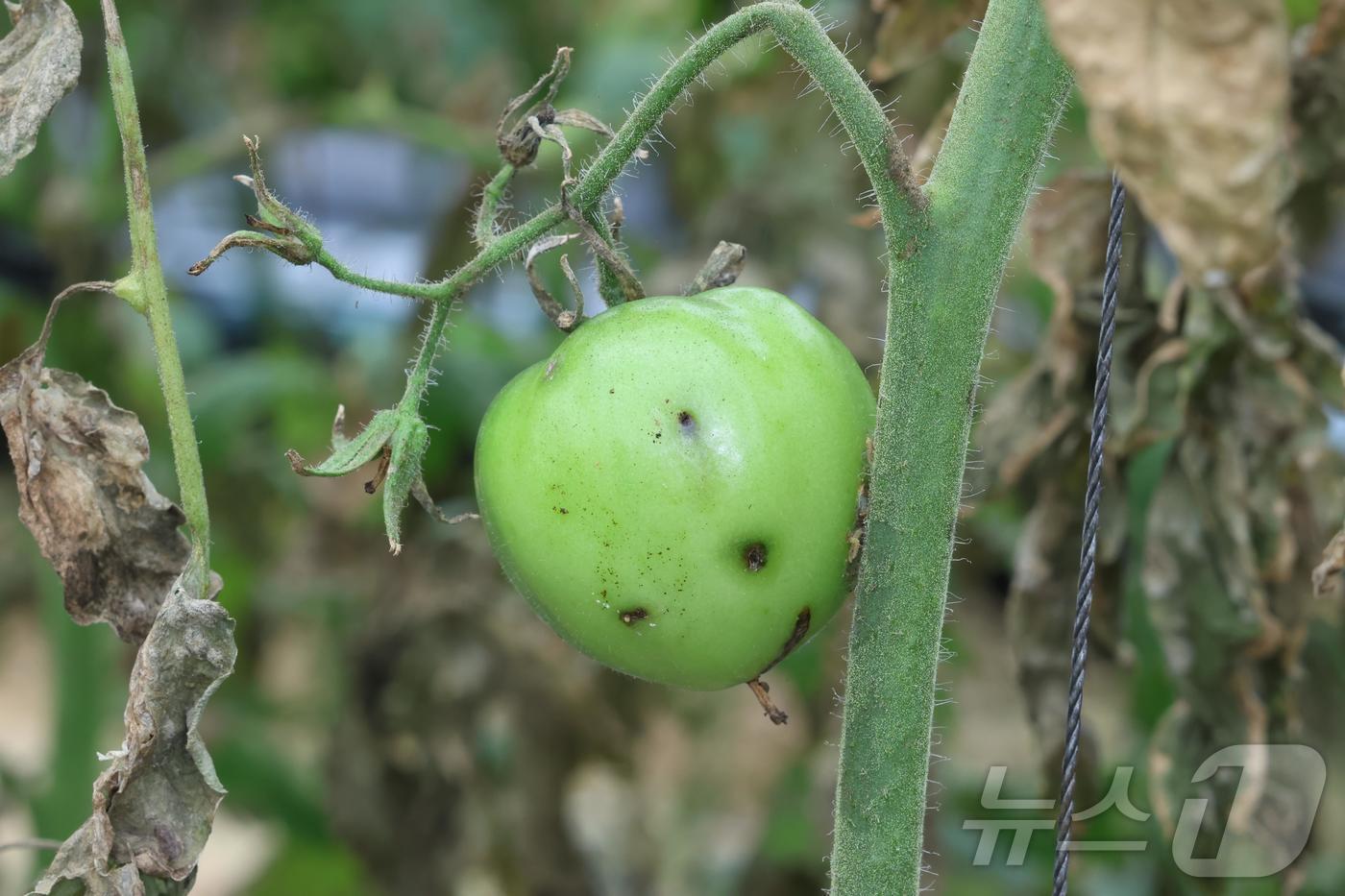 토마토 뿔나방 피해.(괴산군 제공)/뉴스1
