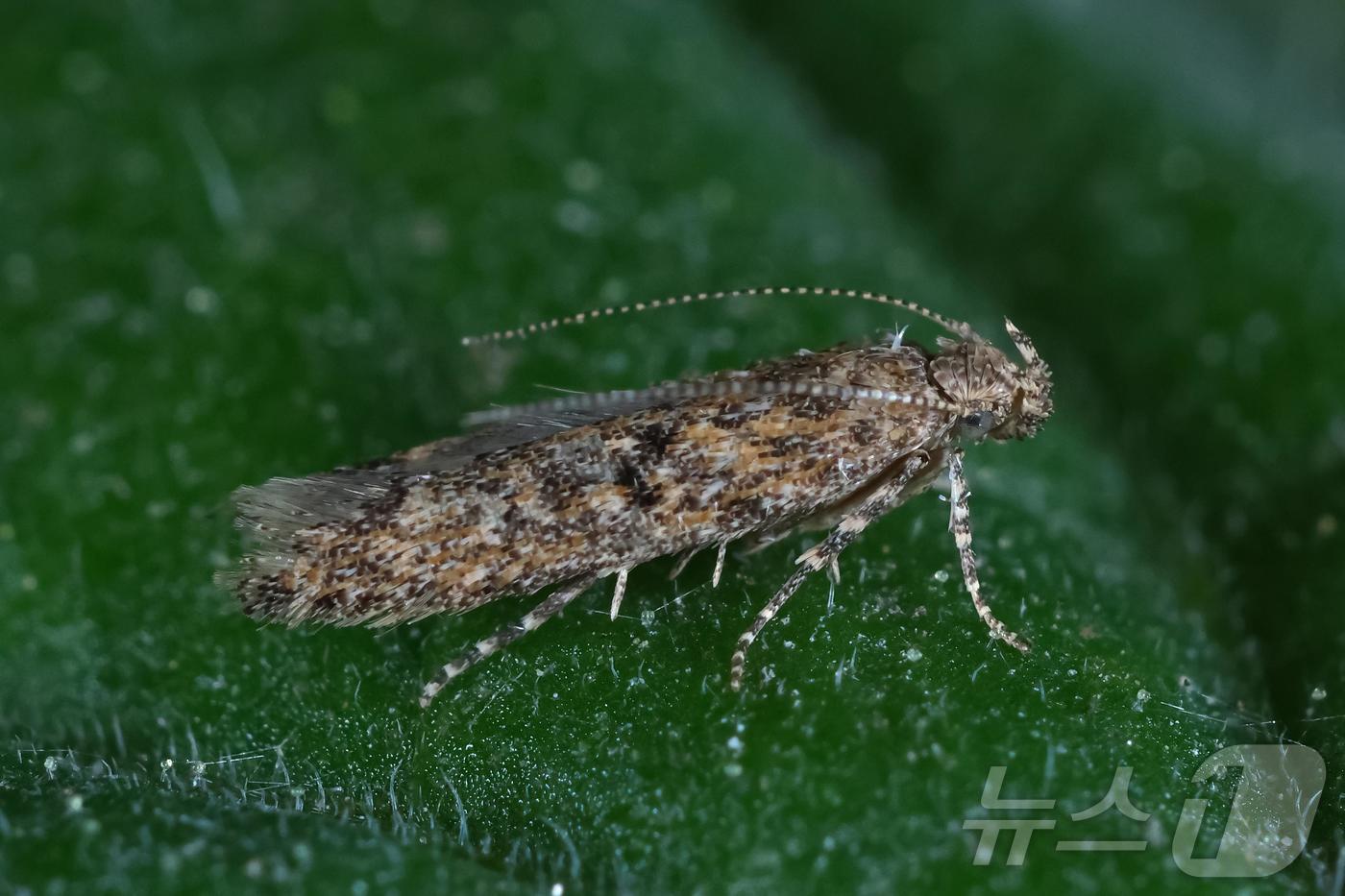 전북자치도 진안군이 급증하고 있는 토마토 뿔나방 피해를 최소화하기 위해 신속 대응에 나섰다./뉴스1