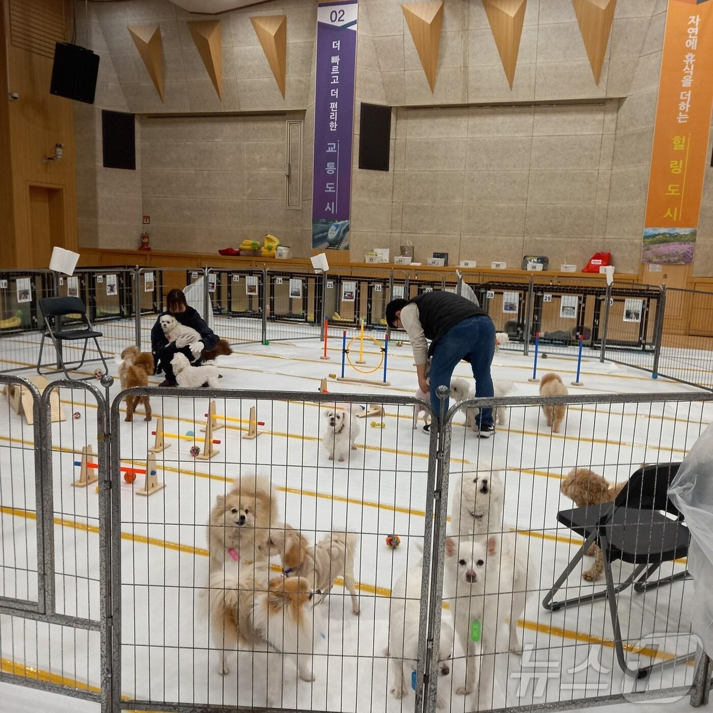 본문 이미지 -  노원구 반려견 쉼터 이용 모습 (노원구 제공)
