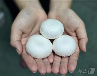 본문 이미지 - 부여 머쉬그로가 재배한 양송이. &#40;충남TP 제공&#41; /뉴스1