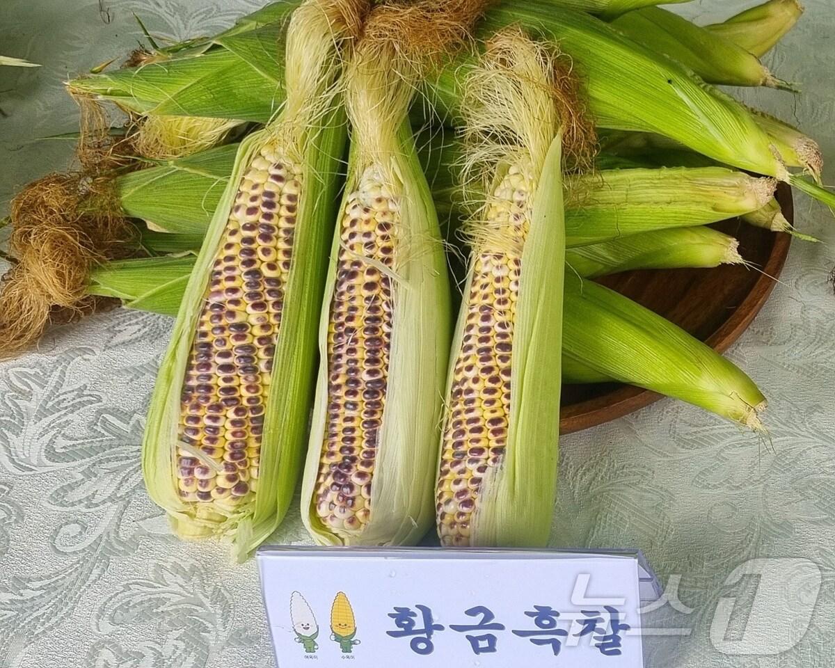본문 이미지 -  신품종 '황금흑찰' 옥수수(여수시 제공)2024.8.23/