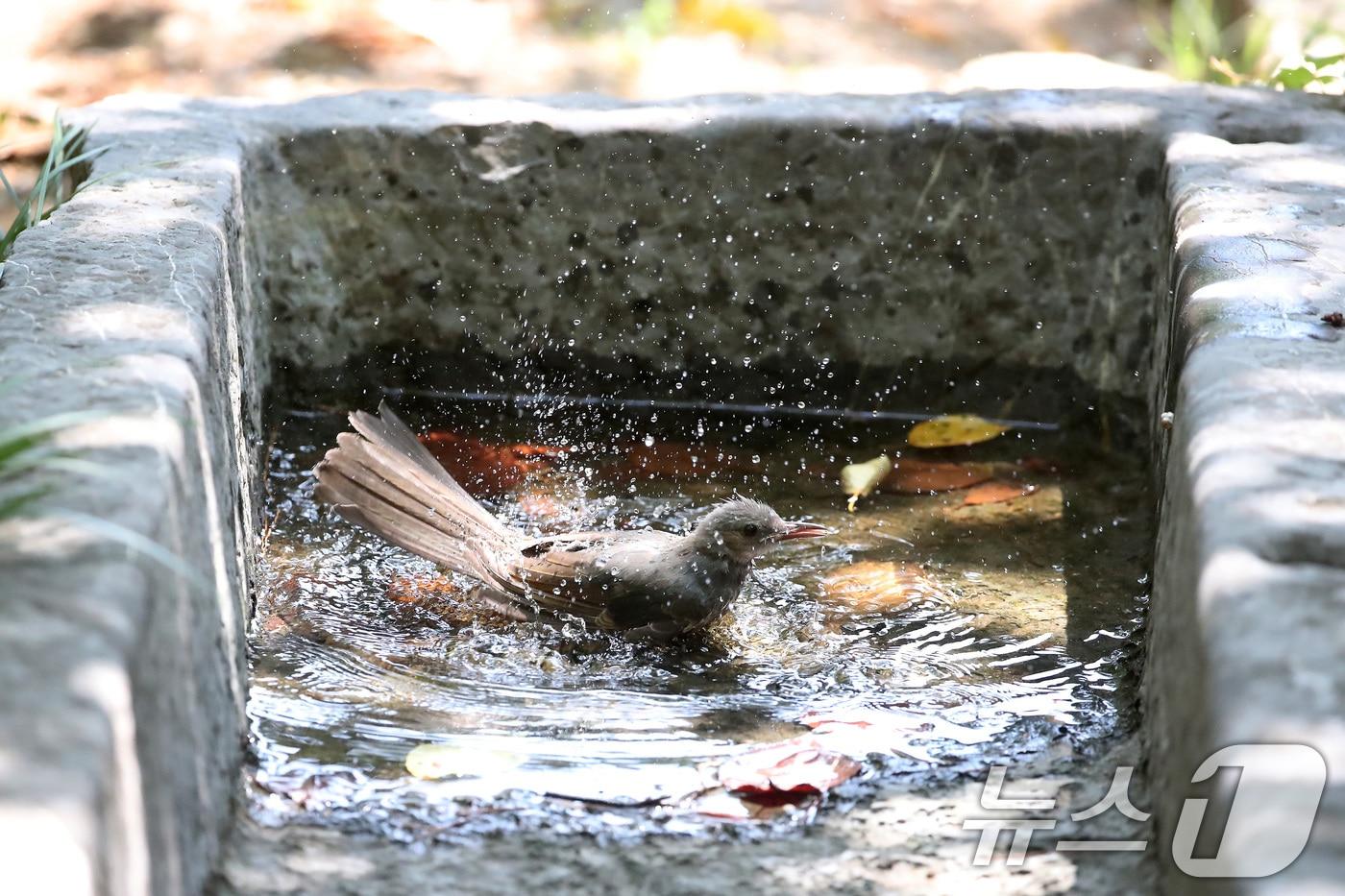 선선한 가을을 맞이한다는 절기 '처서(處暑)'가 지나도 폭염은 계속되고 있다. 23일 오후 대구 남구 계명대 대명캠퍼스 극재미술관 앞 나무 그늘에서 더위를 참지 못한 직박구리 한 마리가 돌확(호박돌) 속 고인 물에 날아들어 목욕을 하고 있다. 돌확은 옛 선조들이 돌 안을 파내어 여러 가지 모양의 용기로 만든 것으로, 물통·절구·여물통 등으로 사용됐다. 돌확은 지역에 따라 '확돌', '호박통', '호박돌' 등으로 불렸다. 2024.8.23/뉴스1 ⓒ News1 공정식 기자