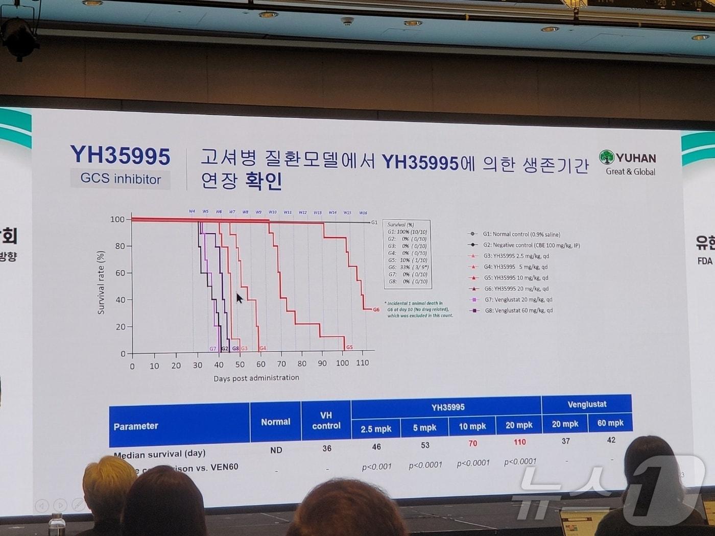 본문 이미지 - 유한양행이 고셔병 치료제로 개발 중인 신약 후보물질 'YH35995' 전임상 주요 데이터. 2024. 8. 23/뉴스1 ⓒ News1 황진중 기자