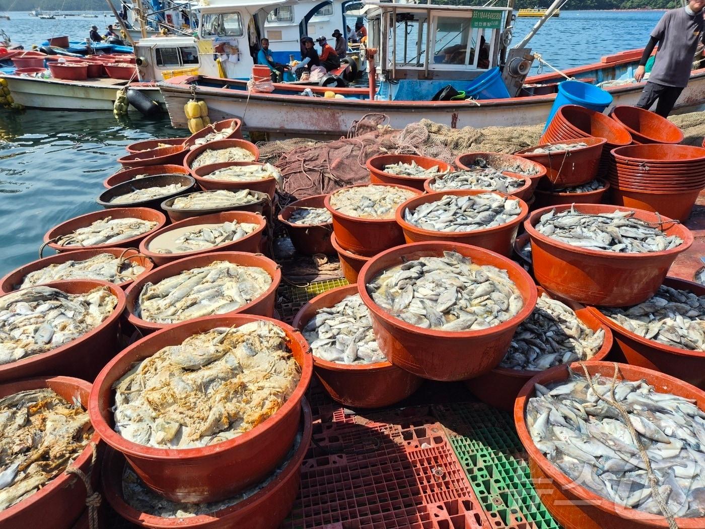 본문 이미지 - 경남 통영시 산양읍 풍화리 선착장에 쥐치와 농어 등 폐사한 양식어류가 담겨있다.(독자 제공)
