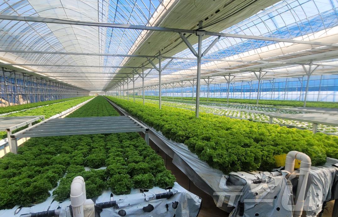 본문 이미지 - 전북자치도 진안군이 시범사업으로 추진한 ‘고온기 수경재배용 양액냉각기 신기술’이 여름철 상추 생산성을 높이는 것으로 나타났다.&#40;진안군제공&#41;2024.8.24/뉴스1