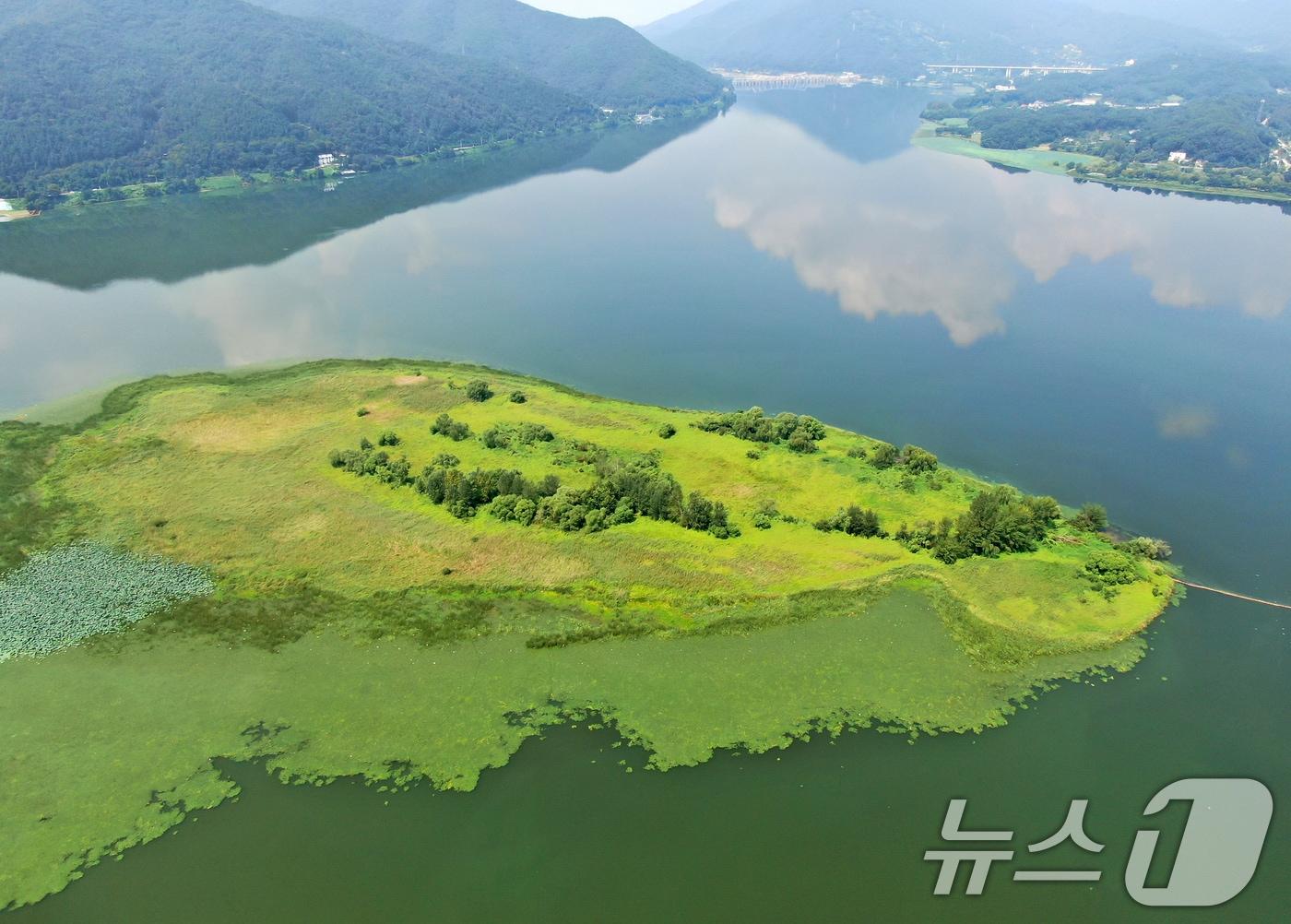본문 이미지 - 경기도 남종면 경기도수자원본부 선착장 일대가 녹조로 뒤덮여 있다. 2024.8.25/뉴스1 ⓒ News1 김진환 기자