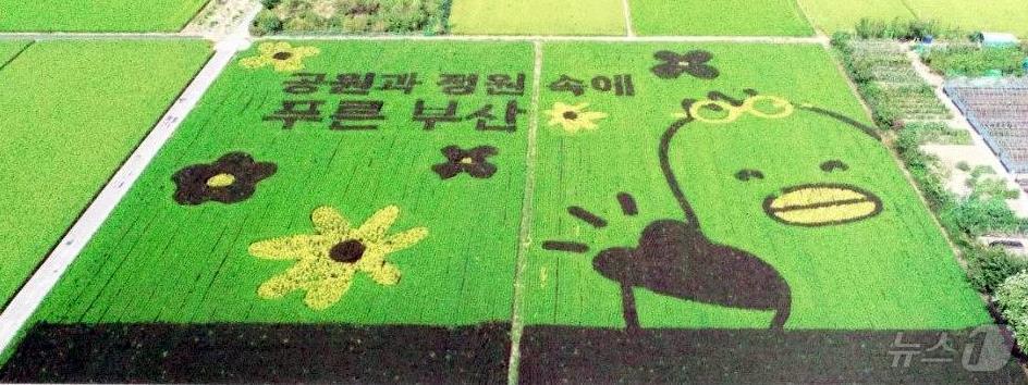 본문 이미지 - 부산 대저 들녁에 유색벼를 활용한 논그림이 조성돼 있다(부산시청 제공)