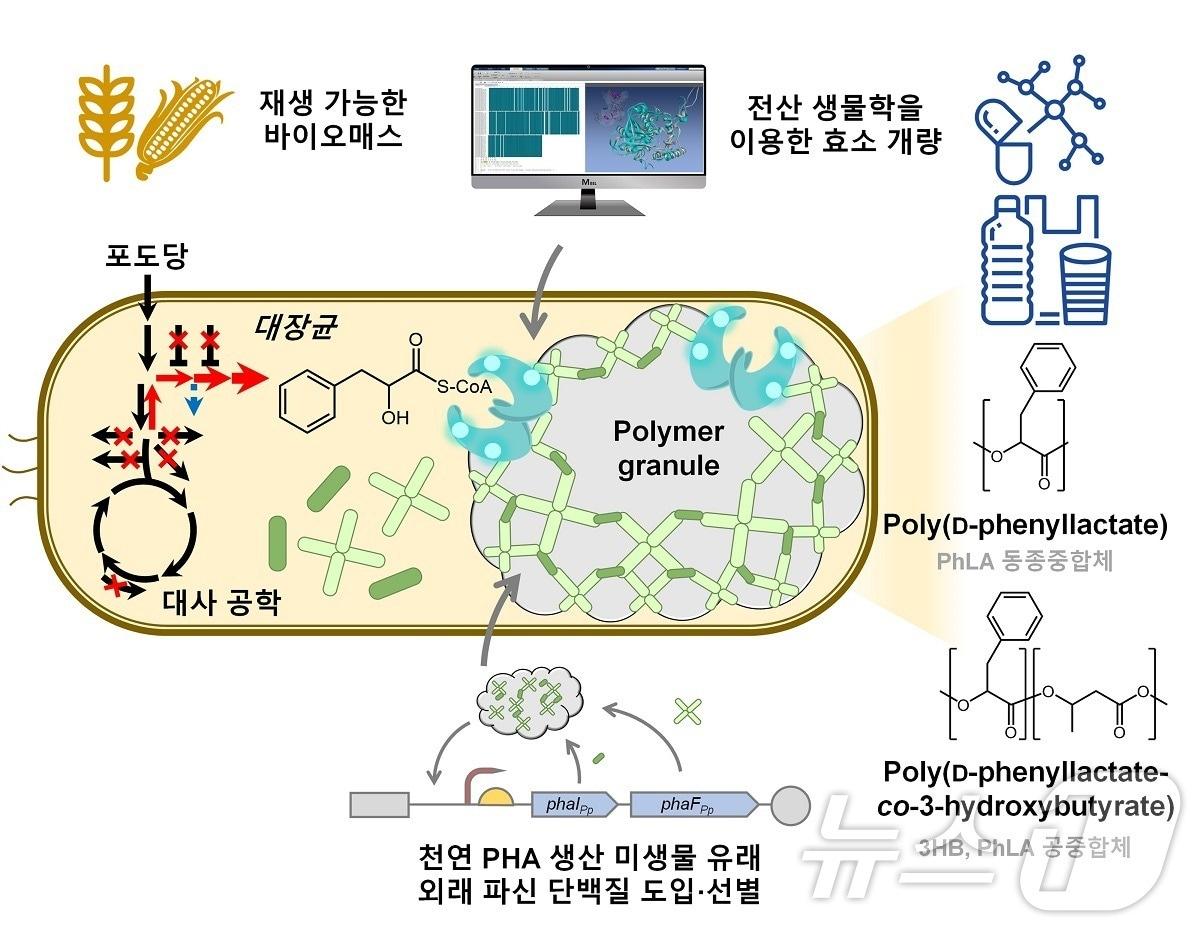 본문 이미지 - 방향족 폴리에스터 생산 미생물 개발 전략. (KAIST 제공)/뉴스1