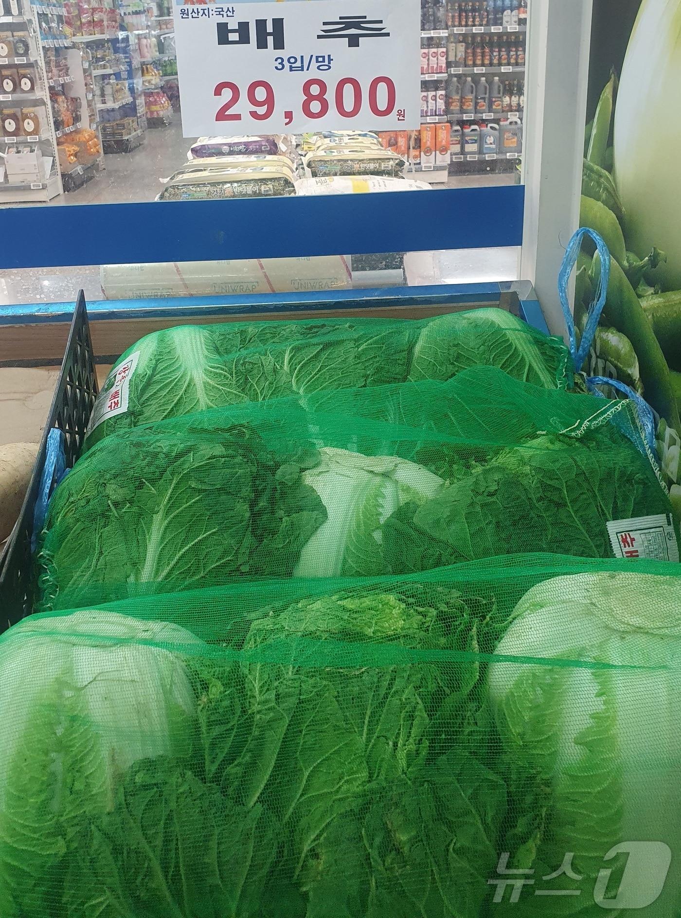 본문 이미지 - 26일 서울 종로구의 한 대형마트에서 배추 1망 가격이 29800원에 판매되고 있다. 2024.8.26/뉴스1 ⓒ News1 김명신 기자