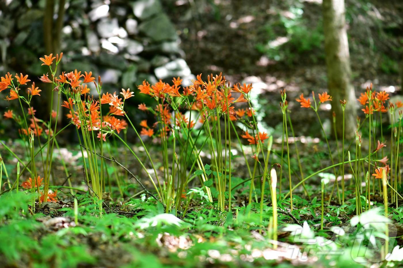 내장산 백양꽃 개화(국립공원 내장산 제공)2024.8.26/뉴스1