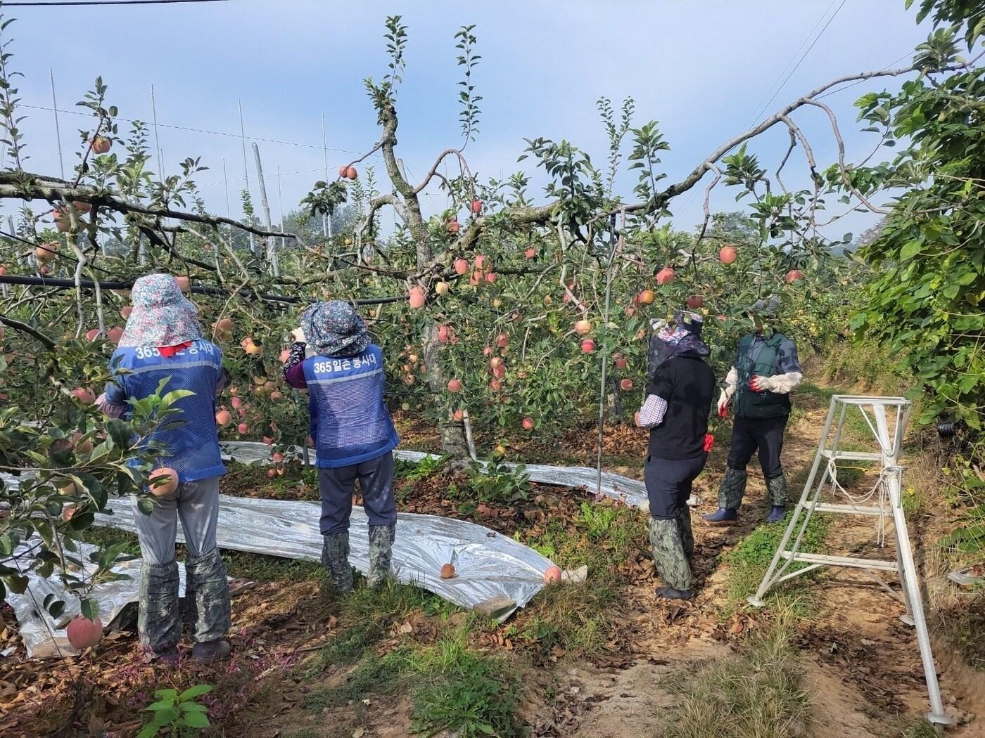 본문 이미지 - 충북도 과수원 일손이음 봉사활동.
