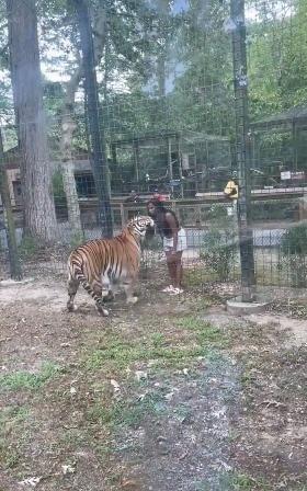 본문 이미지 - 미국 노스캐롤라이나주 코핸직 동물원에서 호랑이를 만지려 울타리를 넘은 혐의를 받는 자이르 J. 데니스(24)가 기소됐다. <출처= 엑스 갈무리>