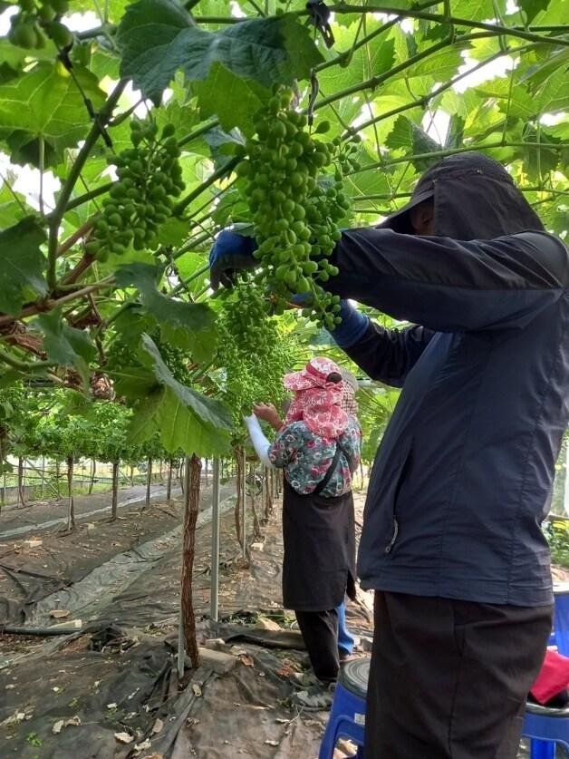 본문 이미지 - 일손지원 기동대 활동 모습.(증평군 제공)/뉴스1