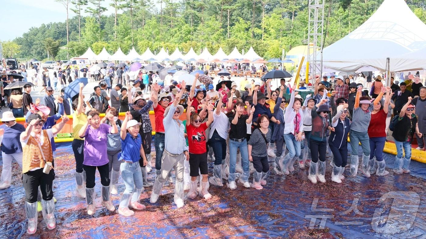 본문 이미지 - 28일 충북 영동군은 2024 영동포도축제가 29일부터 나흘간 열린다고 밝혔다. 사진은 포도밟기 행사.(영동군 제공)2024.8.28/뉴스1