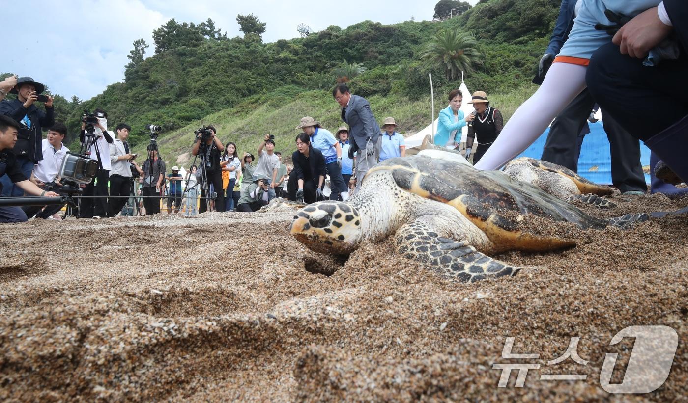 제주 서귀포시 중문 색달해수욕장에서 열린 바다거북 방류행사에서 바다거북이 바다로 향하고 있다. 2024.8.28/뉴스1 ⓒ News1 오현지 기자
