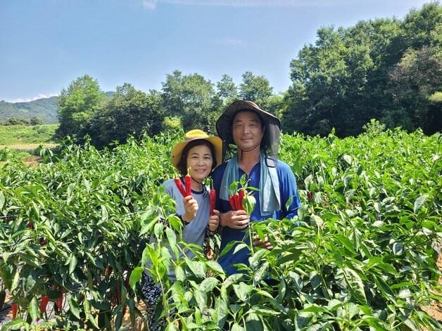 본문 이미지 - 괴산청결고추 품평회에서 대상을 차지한 괴산군 소수면 윤제연 씨 부부.(괴산군 제공)/뉴스1