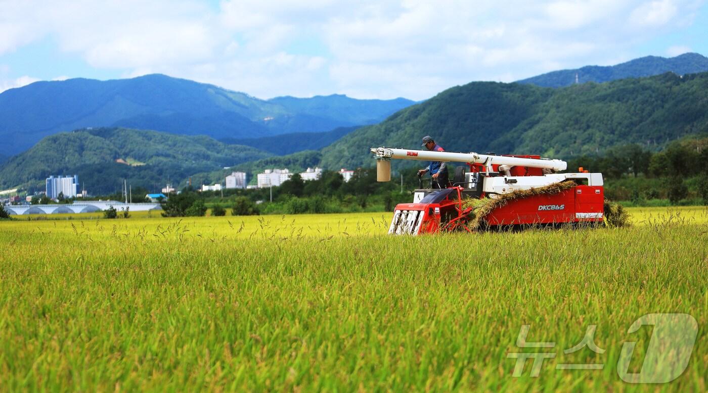 본문 이미지 - 강원 인제군 북면 원통리의 논. (인제군 제공) 2024.8.28./뉴스1 ⓒ News1 이종재 기자