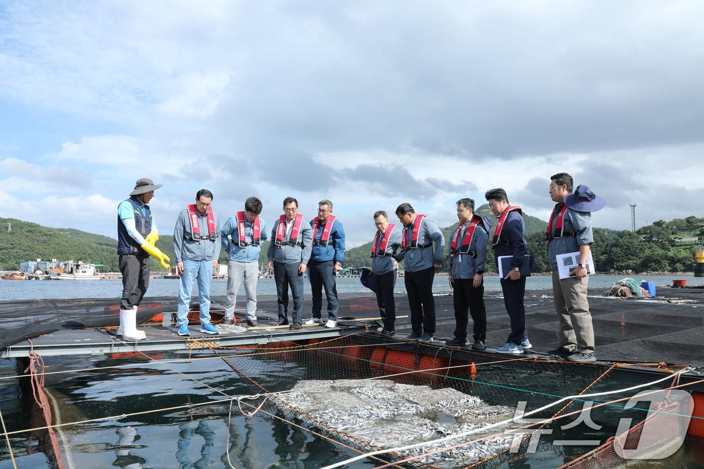본문 이미지 - 노동진 수협중앙회장(왼쪽 두 번째)이 28일 경남 통영 연안에 설치된 양식장에서 고수온 피해 현장을 살펴보고 있다. (수협중앙회 제공) 2024.8.28/뉴스1