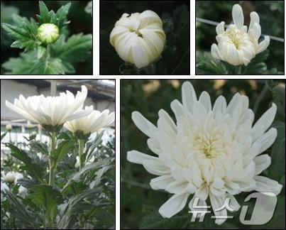 본문 이미지 - 2015년 육성한 흰녹병 저항성 백색 스탠더드 국화(부산시청 제공)