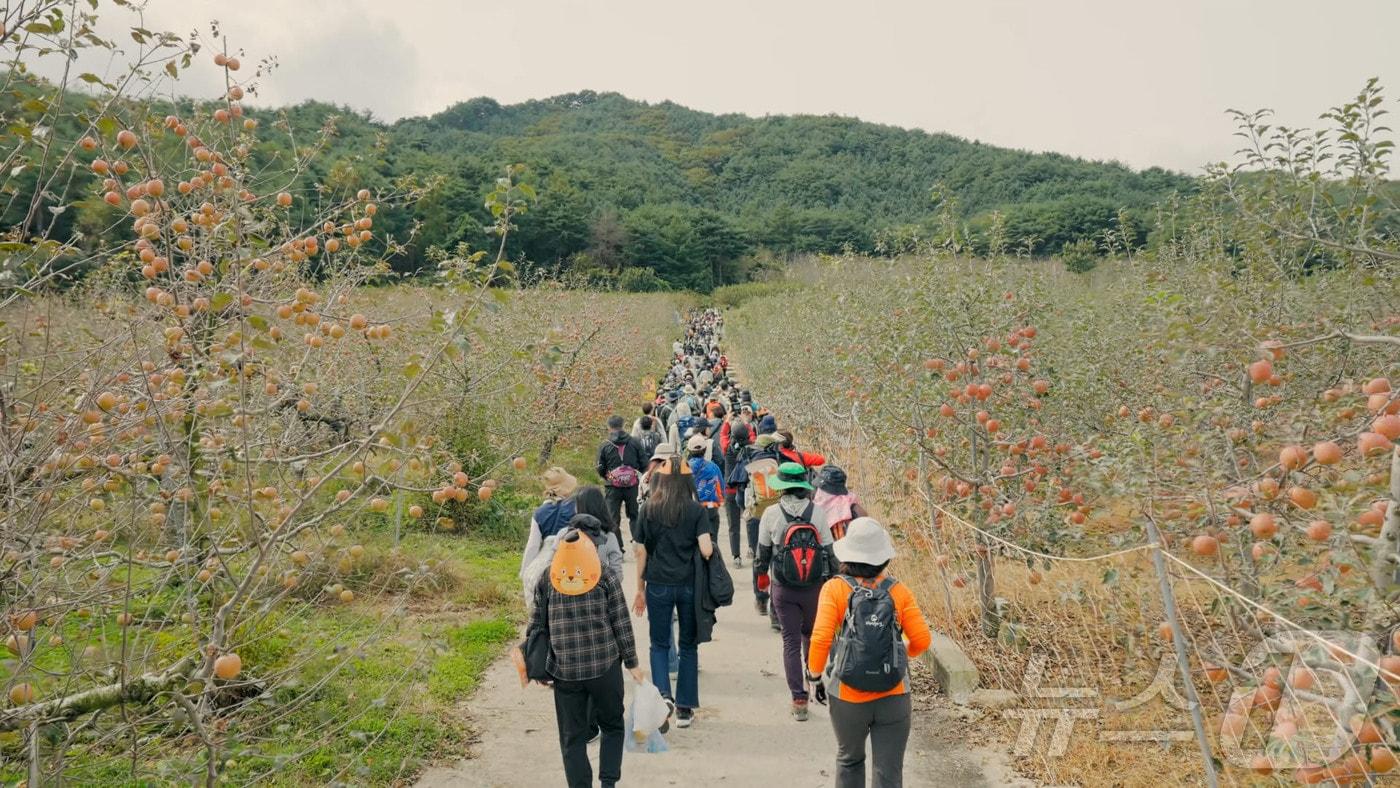 본문 이미지 - 제1회 백두대간 가든하이킹 참여자들이 봉화지역 자랑인 사과밭길을 걷고 있다.(한국수목원정원관리원 제공) /뉴스1