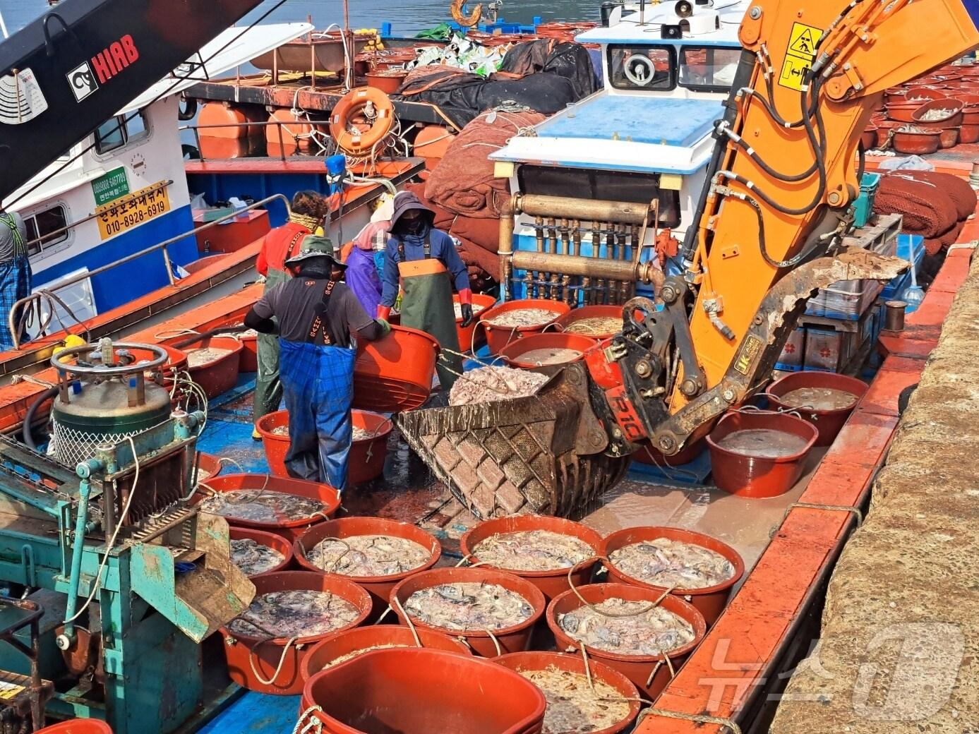 본문 이미지 - 경남 통영시 산양읍 풍화리 한 선착장에서 폐사한 양식어류를 수거하고 있다.2024.8.27/뉴스1 강미영기자