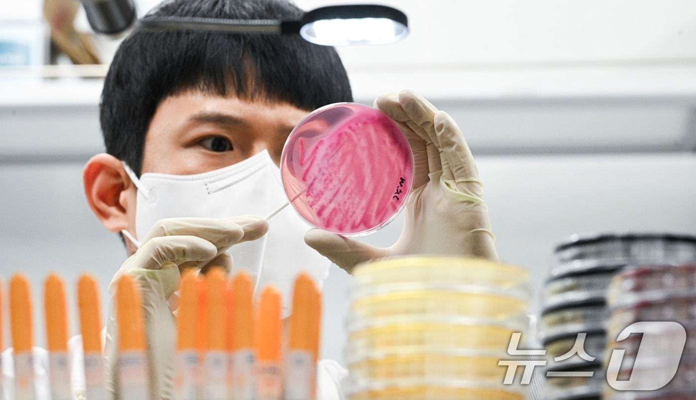 29일 오전 경기도 수원시 권선구 경기도보건환경연구원에서 감염병연구부 수인성질환팀 직원이 식중독균 배양검사를 하고 있다. &#40;공동취재&#41; 2024.8.29/뉴스1 ⓒ News1 이재명 기자
